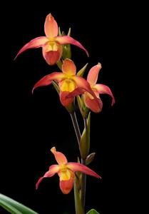 Phragmipedium Nicholle Tower