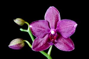 Phalaenopsis Marlene's Magic Red