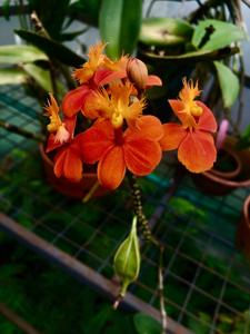 Epidendrum Pacific Glory