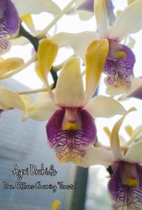 Dendrobium Edfrans Charming