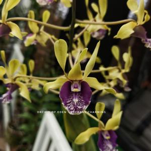 Dendrobium Edfrans Charming