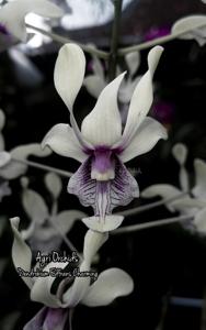 Dendrobium Edfrans Charming