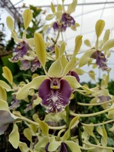 Dendrobium Edfrans Charming