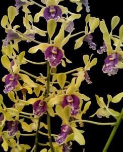 Dendrobium Edfrans Charming