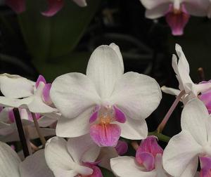 Phalaenopsis Liu's Twilight Rainbow