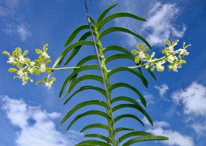 Vanda Chao Praya Emerald