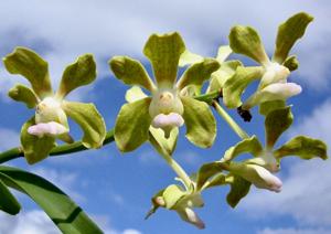 Vanda Chao Praya Emerald