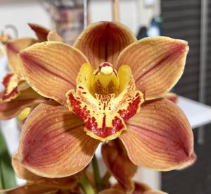 Cymbidium Mighty Voice