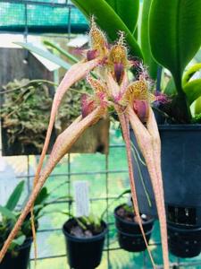 Bulbophyllum Rungsan Viraphandhu