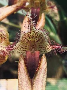 Bulbophyllum Rungsan Viraphandhu