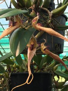 Bulbophyllum Rungsan Viraphandhu