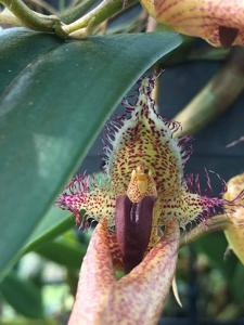 Bulbophyllum Rungsan Viraphandhu