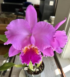 Cattleya Good Friend