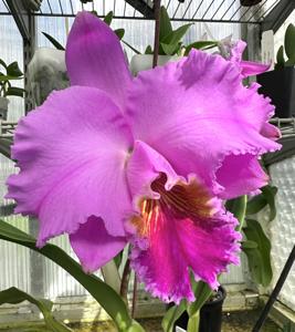 Cattleya Good Friend