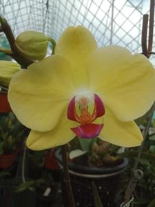 Phalaenopsis Golden Star