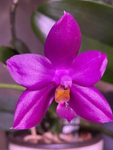 Phalaenopsis Fintje Kunriawati