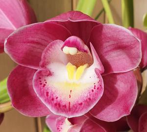 Cymbidium Valley Olympic