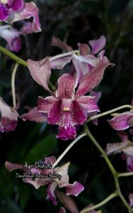 Dendrobium Batavia Beauty