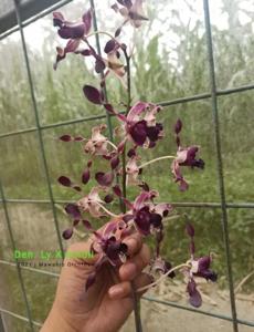 Dendrobium Batavia Dancer