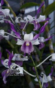 Dendrobium Batavia Blues