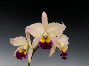 Rhyncatlaelia Intelligent