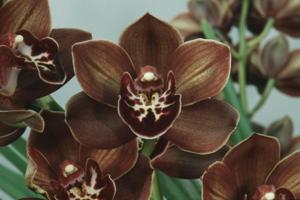 Cymbidium Kiwi Connection