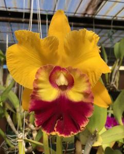 Rhyncholaeliocattleya Shinfong Castle