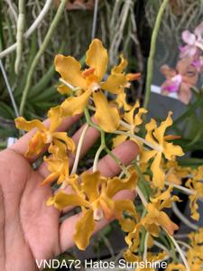 Vanda Hatos Sunshine