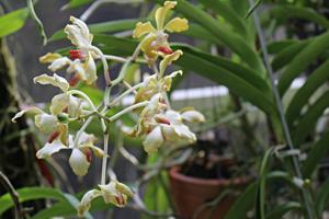 Vanda Hatos Sunshine