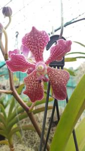 Vanda Alice's Donata