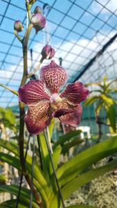 Vanda Alice's Donata