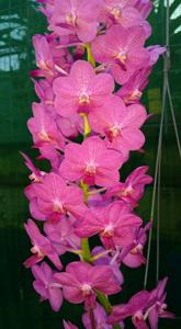 Vandachostylis Alice's Anie