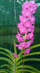 Vandachostylis Alice's Anie