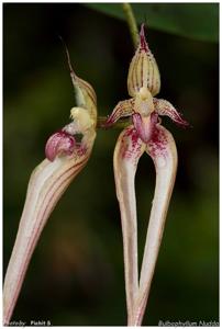 Bulbophyllum Nudda