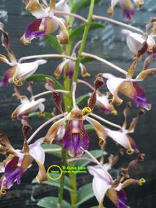 Dendrobium Eunie Lass