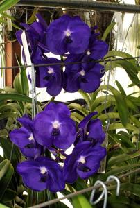 Vanda Tristar Blue