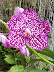 Vanda Tristar Blue