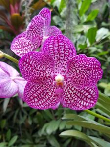 Vanda Tristar Blue