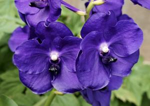 Vanda Tristar Blue