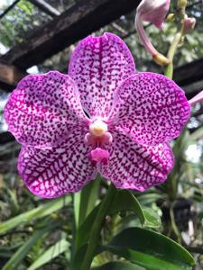 Vanda Tristar Blue