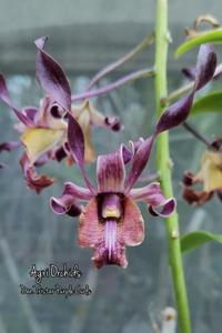 Dendrobium Tristar Purple Curls