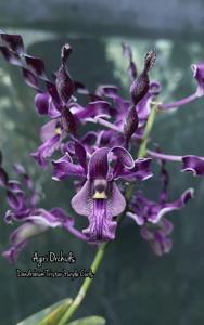 Dendrobium Tristar Purple Curls