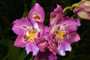 Oncidium Woodstir