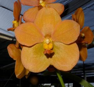 Vanda Banjong Topaz