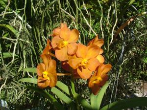 Vanda Banjong Topaz