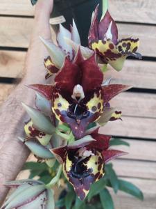 Catasetum Kidney Beans