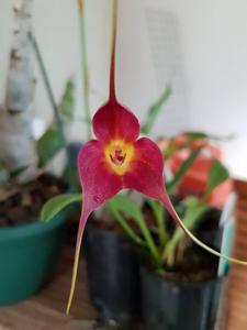 Masdevallia Rein Sun