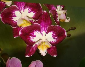 Phalaenopsis Joy Angel Voice