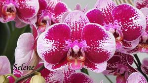 Phalaenopsis Joy Angel Voice