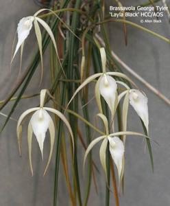 Brassavola George Tyler